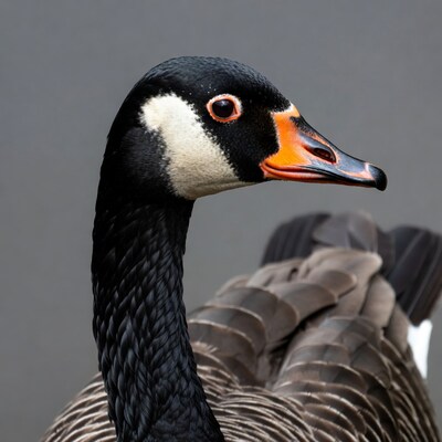 Canada Goose Profile View