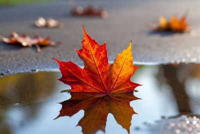 Red Maple Leaf in Puddle Reflection