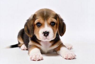 Beagle puppy lying on white background