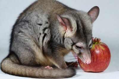 Sugar Glider Eating Apple