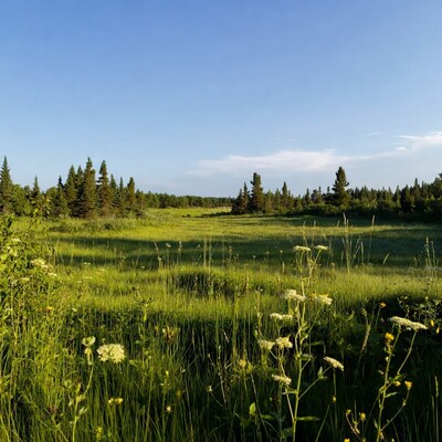 Green meadow with pine trees under blue sky