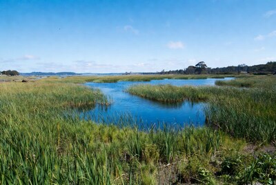 Marshland with blue water channels