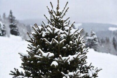 Snow-covered fir tree in winter landscape