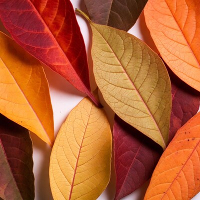 Colorful Autumn Leaves on White Background
