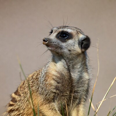 Meerkat standing in grass