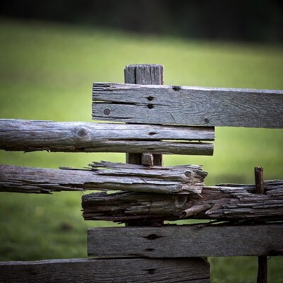 Old weathered wooden fence in grass