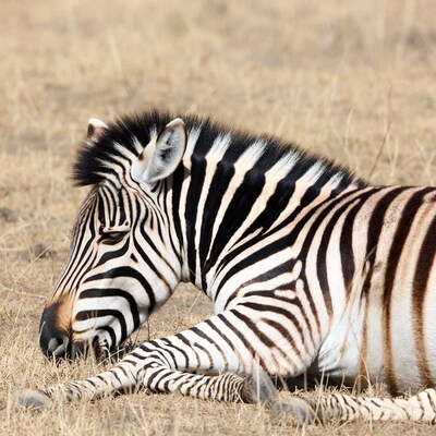 Zebra lying in dry grass