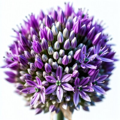 Purple Allium Flower Closeup