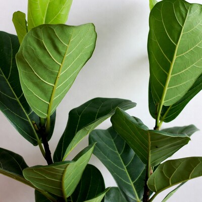 Fiddle Leaf Fig Leaves