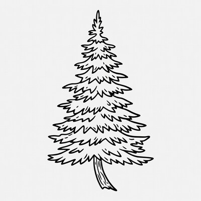 Line drawing pine tree