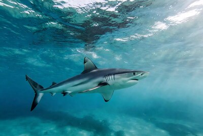 Blacktip shark swimming underwater