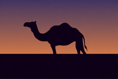 Camel silhouette at sunset
