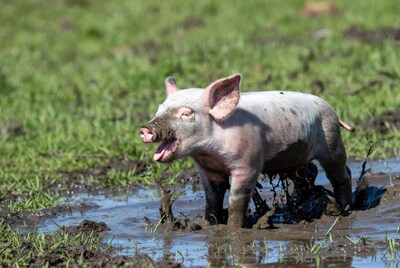 Piglet playing in mud puddle