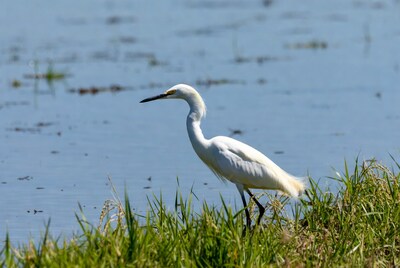 White egret standing by lake