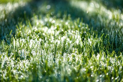 Dew drops on green grass