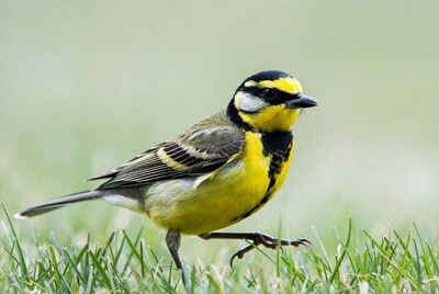 Bergamo Wagtail Standing in Grass