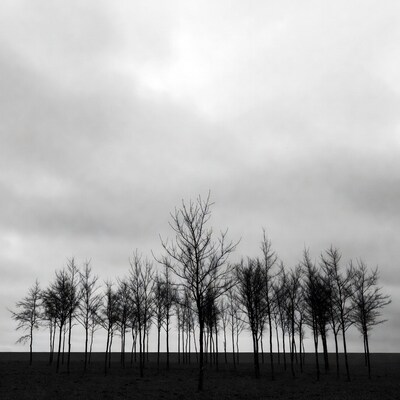 Silhouettes of bare trees in field
