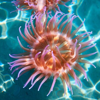 Pink sea anemone underwater