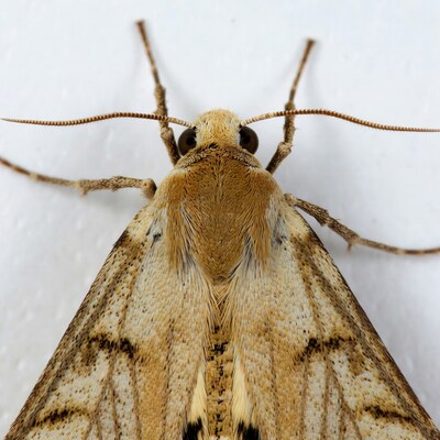 Brown moth on white background