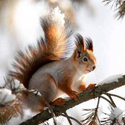 Red squirrel on snowy pine branch