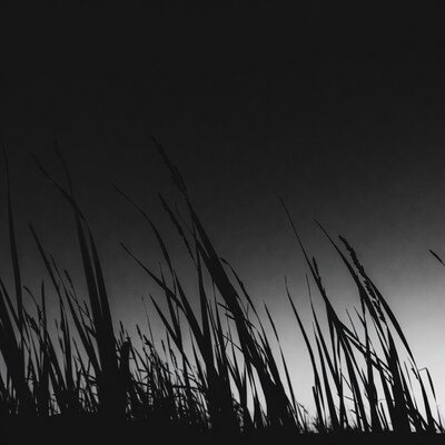 Silhouette of tall reeds in grass