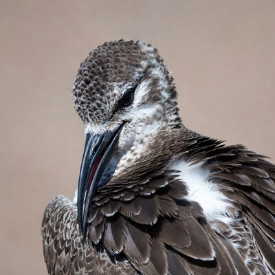 Closeup of Sanderling bird head
