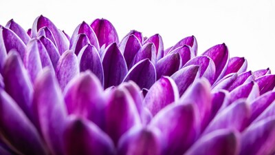 Purple Daisy Flower Closeup