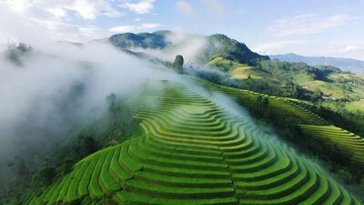 Green Rice Terraces in Misty Mountains