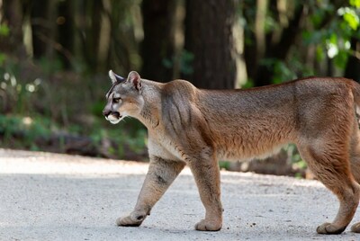 Cougar walking on forest path
