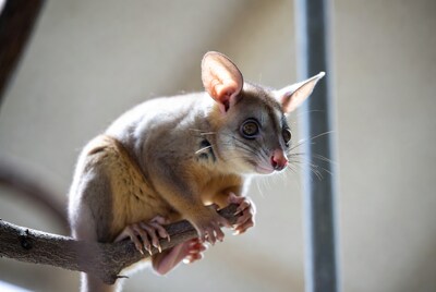 Sugar Glider clinging to branch