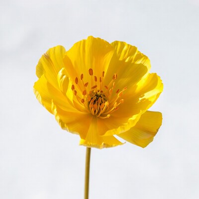 Yellow California Poppy Flower