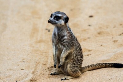 Meerkat standing on sand