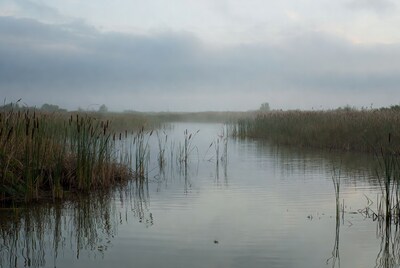 Misty Reeds in Marsh Water