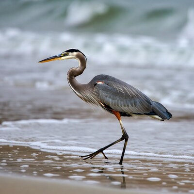 Great Blue Heron on beach