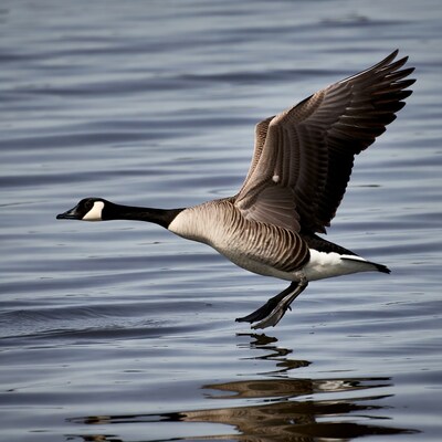 Canada Goose Flying Over Water