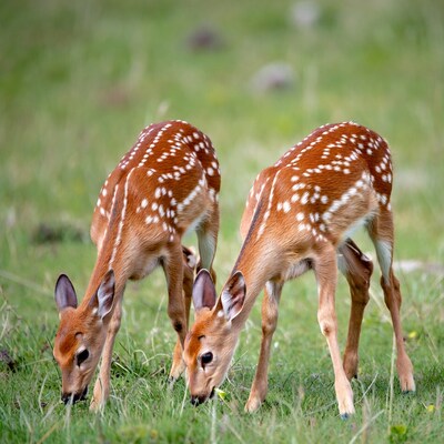 Two fawns grazing in green grass