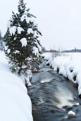 Snowy pine tree by flowing stream