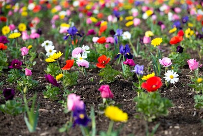 Colorful flower garden in soil