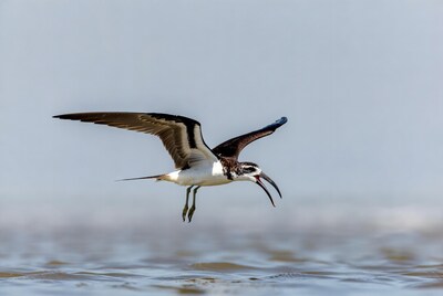 Black-winged Stilt Flying over Water