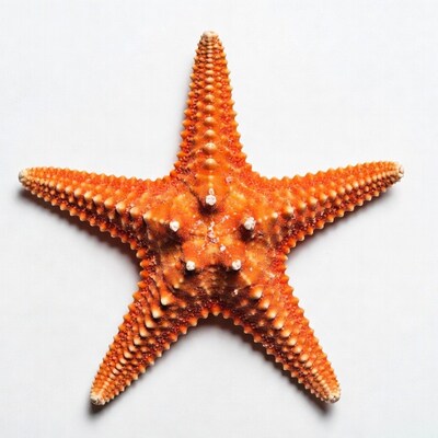 Orange starfish on white background