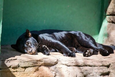 Black Panther Sleeping on Rock