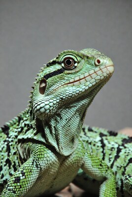 Green Water Dragon Lizard Portrait