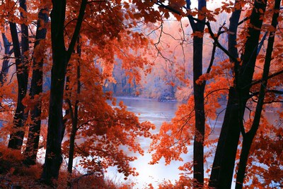 Autumn Trees Framing River