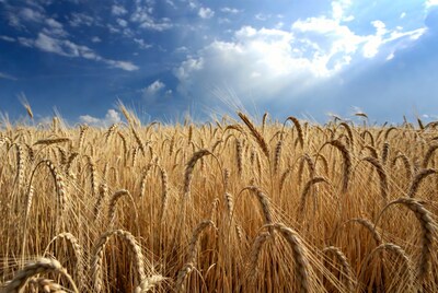 Golden Wheat Field Under Blue Sky