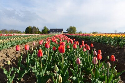 Colorful Tulip Fields with Farmhouse