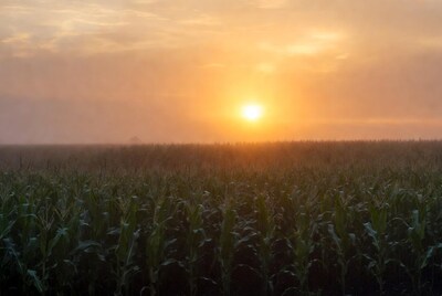 Sunrise over misty cornfield