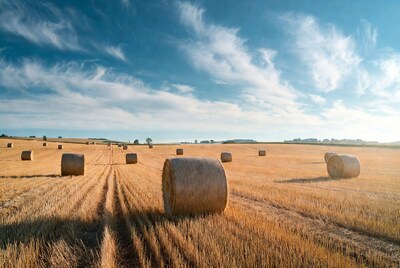 Hay bales in golden wheat field