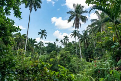 Tropical Palm Forest Blue Sky