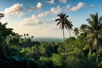 Tropical Palm Forest Sunset Landscape