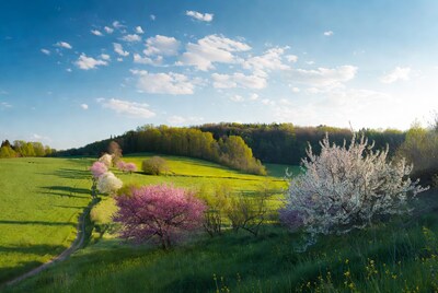 Cherry Blossom Trees in Green Valley